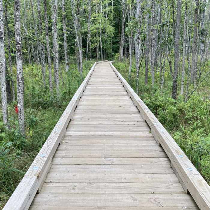 Near Morgan Falls Trail Near Morgan Falls Trail