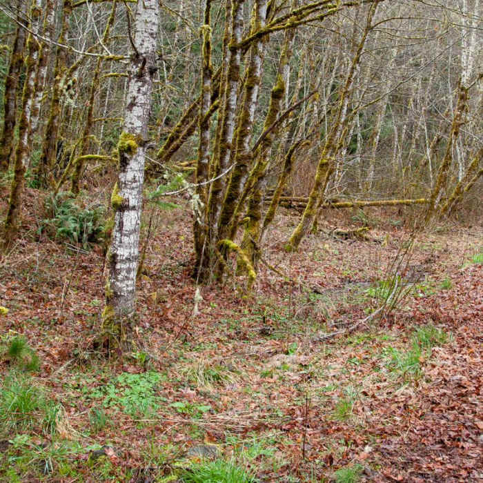Near Clackamas River Trail