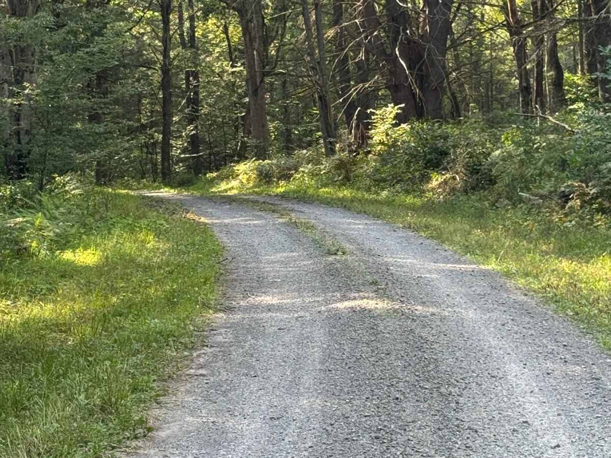 Pine Run Road trail photo