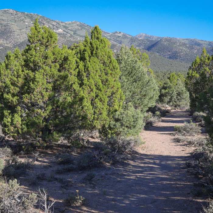 Near Interpretive Loop via Willow Creek