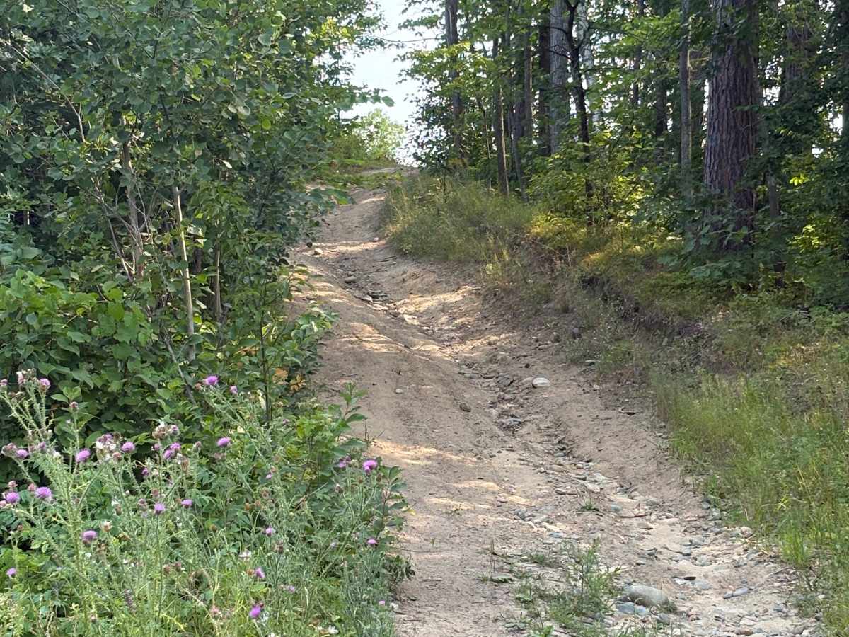 Forest Road 0425 photo 4