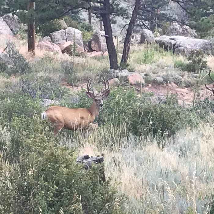 Near Powerline Trail