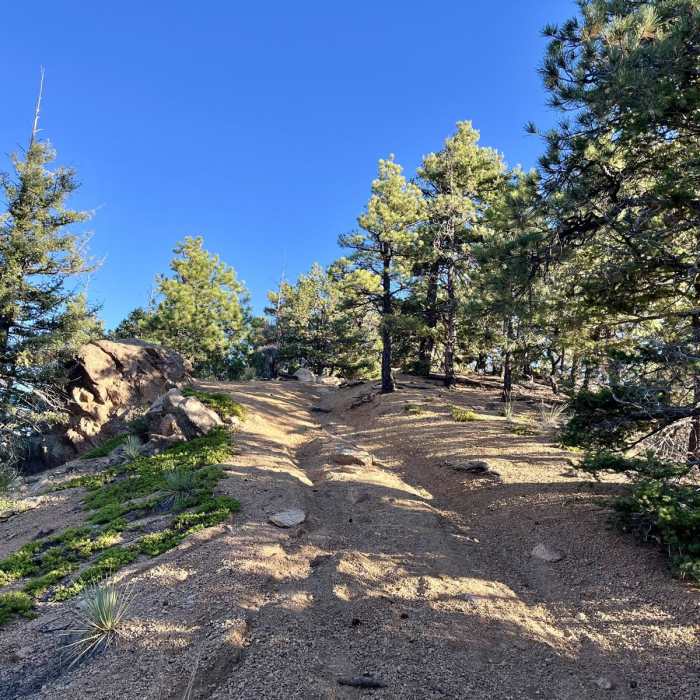 Near Mount Buckhorn Loop