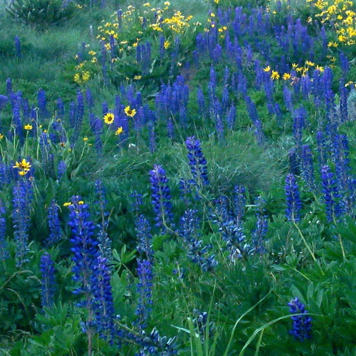Near Biledo Meadow Trail
