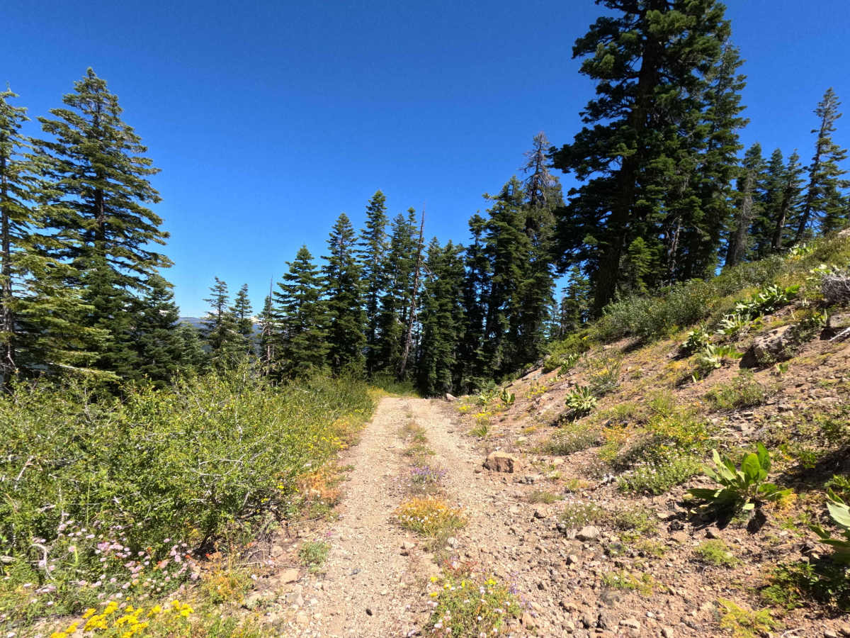 Fir Cap Road photo 5