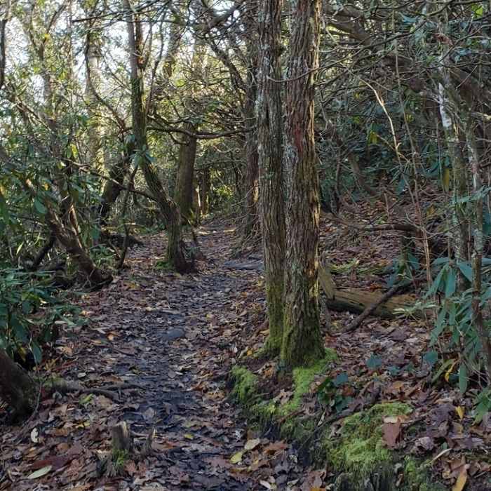 Near Hawksbill Mountain Trail
