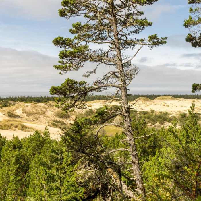 Near Oregon Dunes Loop Hike