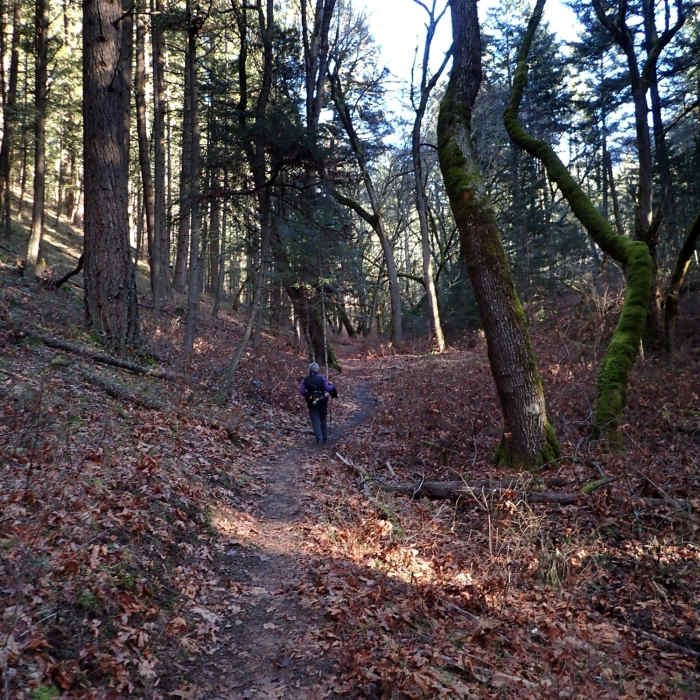 Hiking through the enchanted forest Near Enchanted Forest Trail