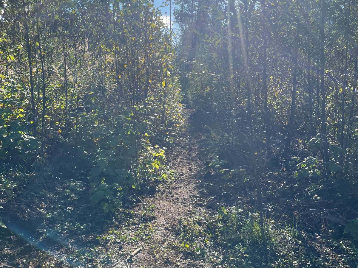 LSDL Connector trail photo