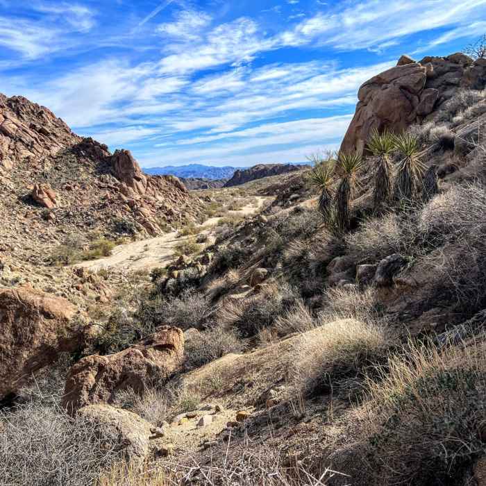 Near Lost Palms Canyon to Victory Palm Oasis