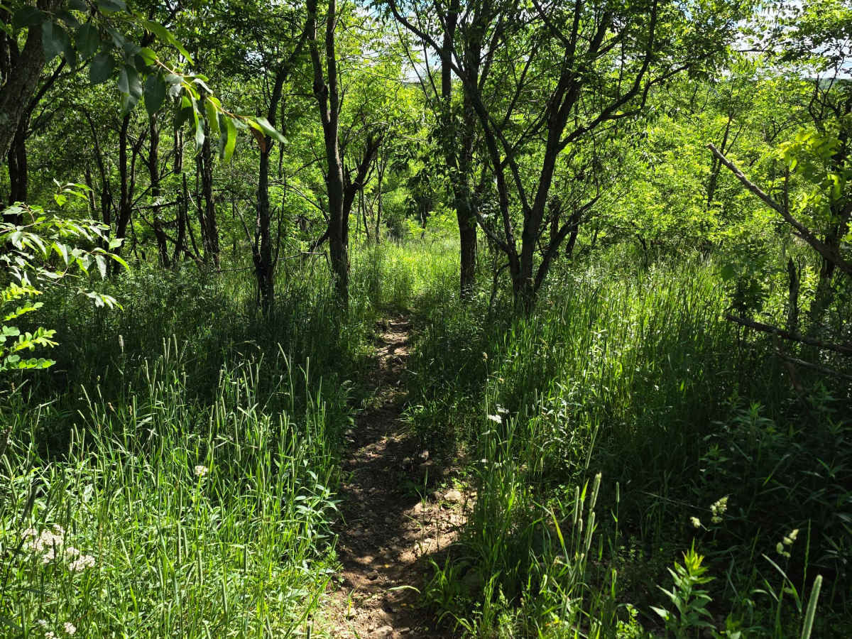 Single Track Z trail photo