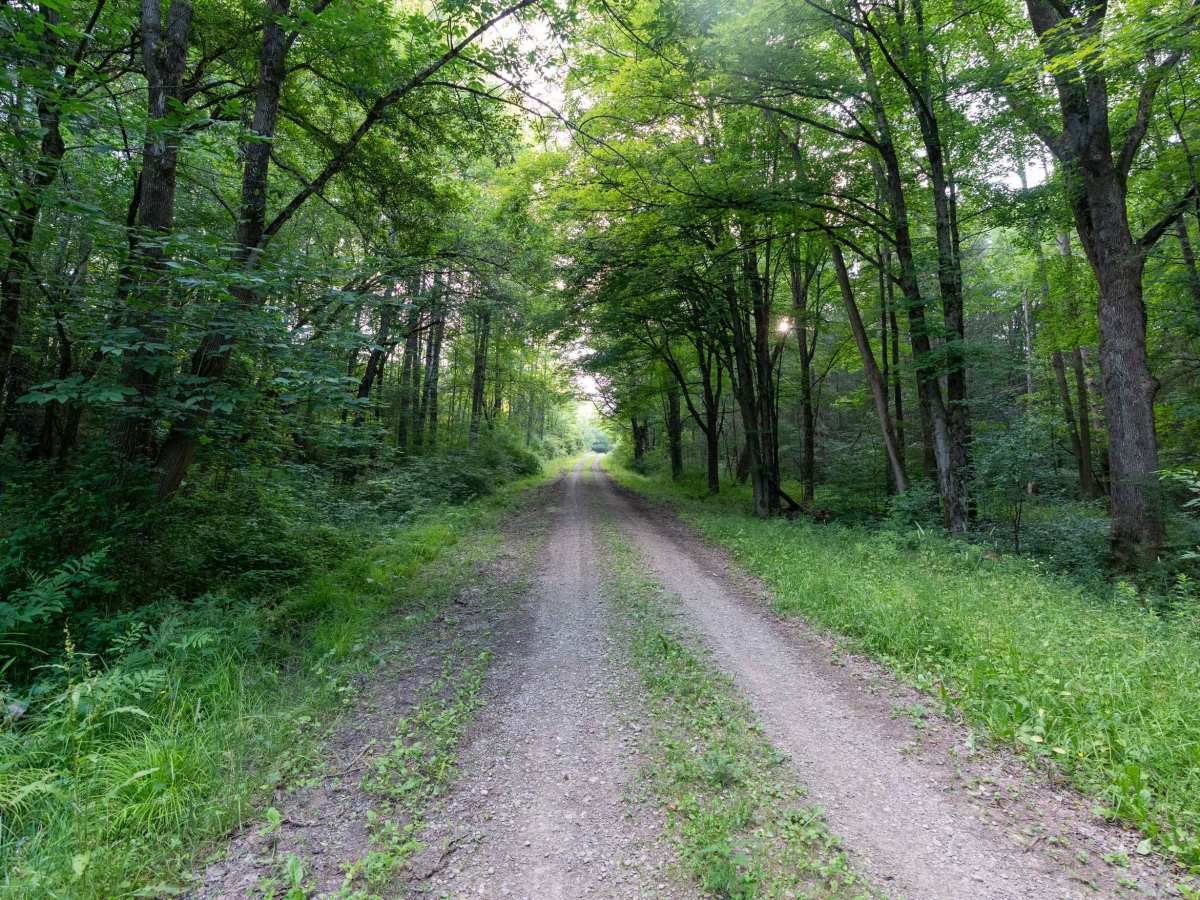 Fitch Hill Forest Road photo 2