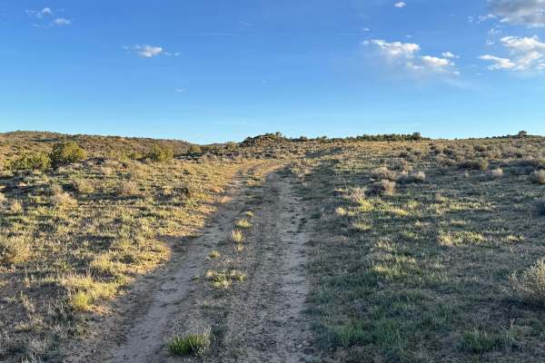 Cactus Rat Spur 2