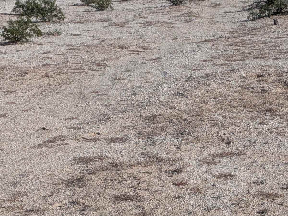 BLM 771 trail photo