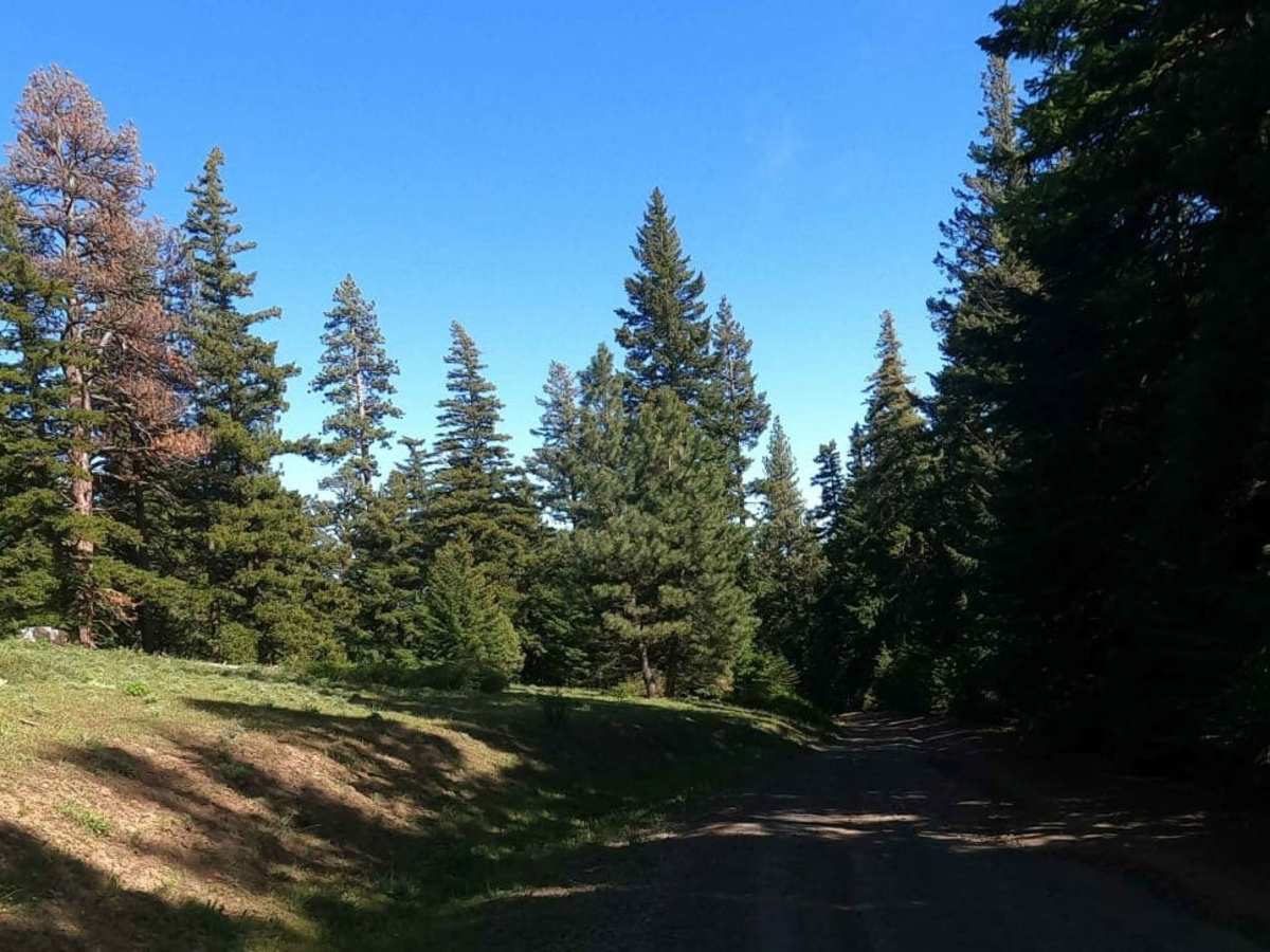 Bald Mountain Road - NF1701 photo 3