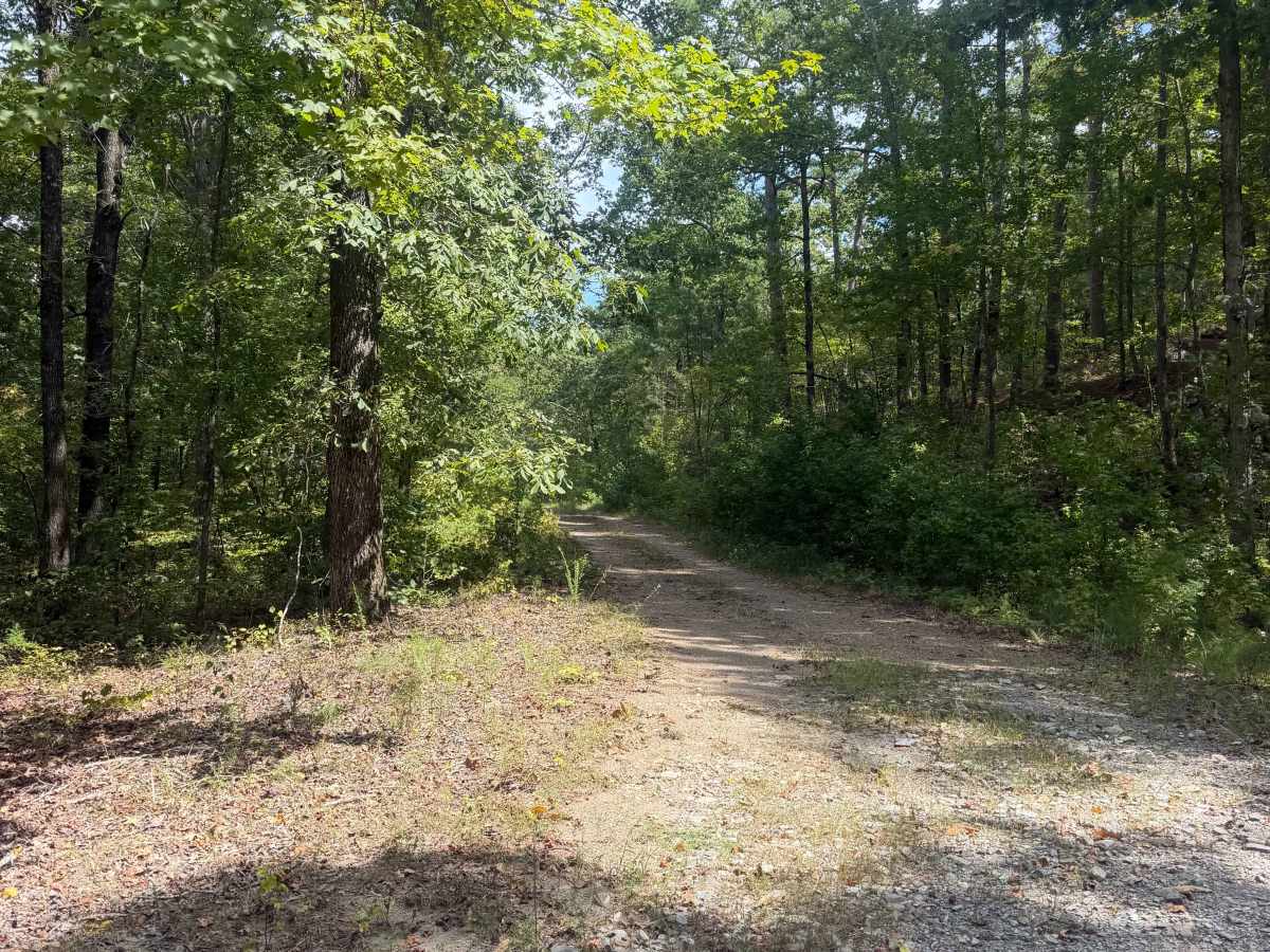 Alum Branch  trail photo
