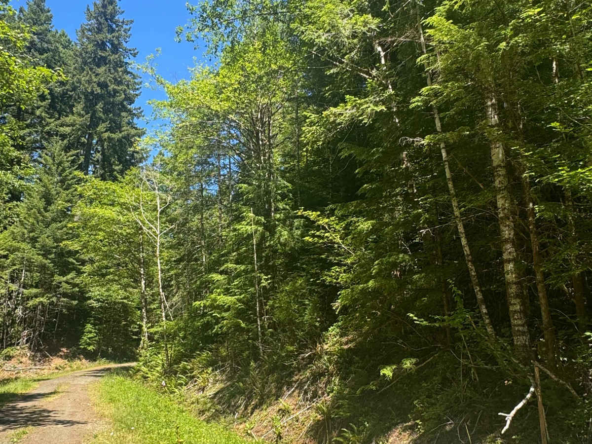 FS 2283-121 trail photo