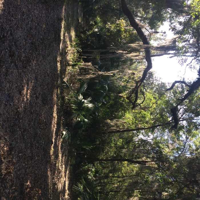 Trail split Near Cedar Point Route