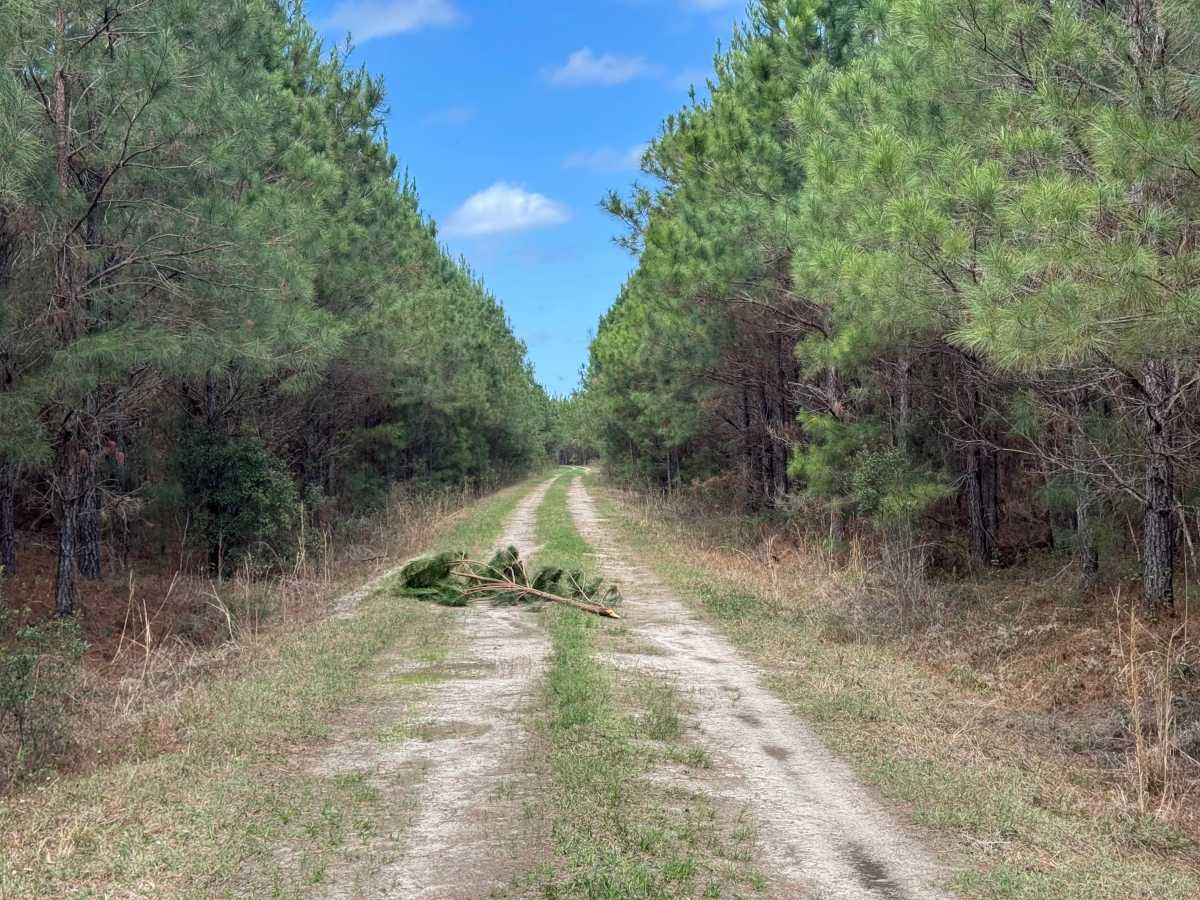 Dubignon Hammock Road photo 4