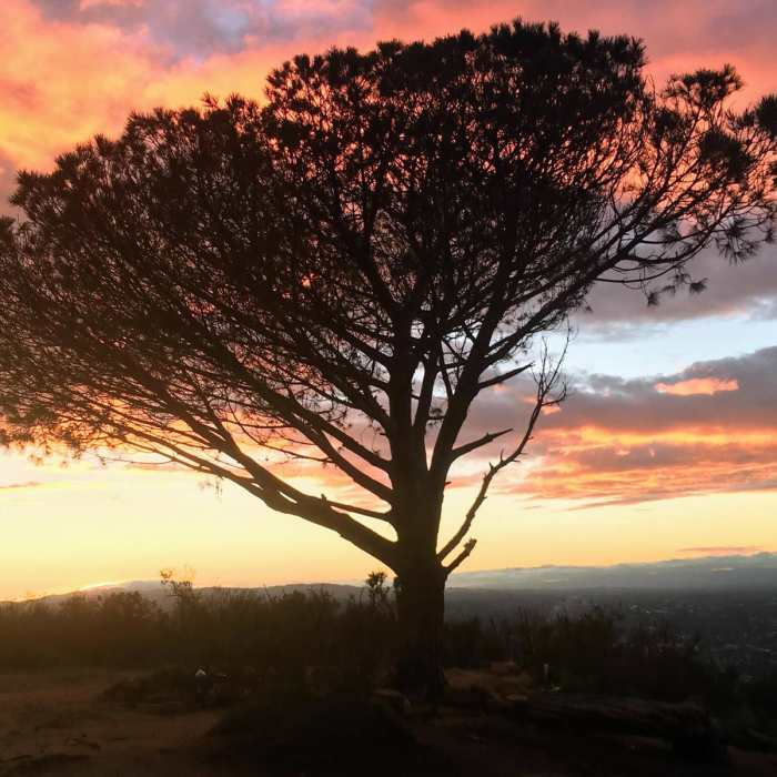 Near Wisdom Tree Loop