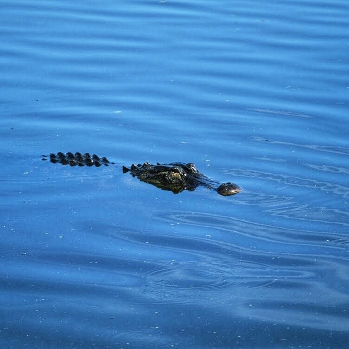 No shortage of alligators here Near Circle B Bar Reserve Loop