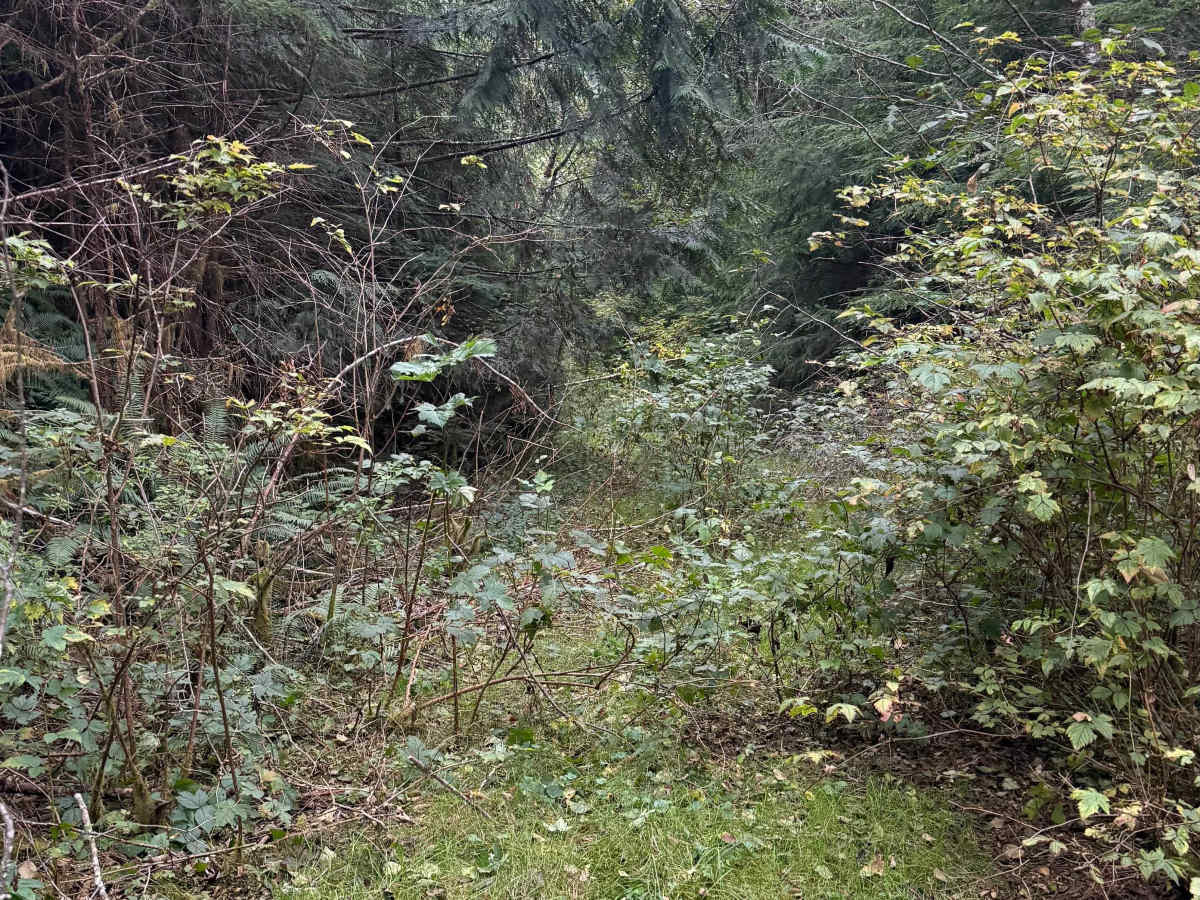 Matheny Creek Road - FS 2140200 photo 5