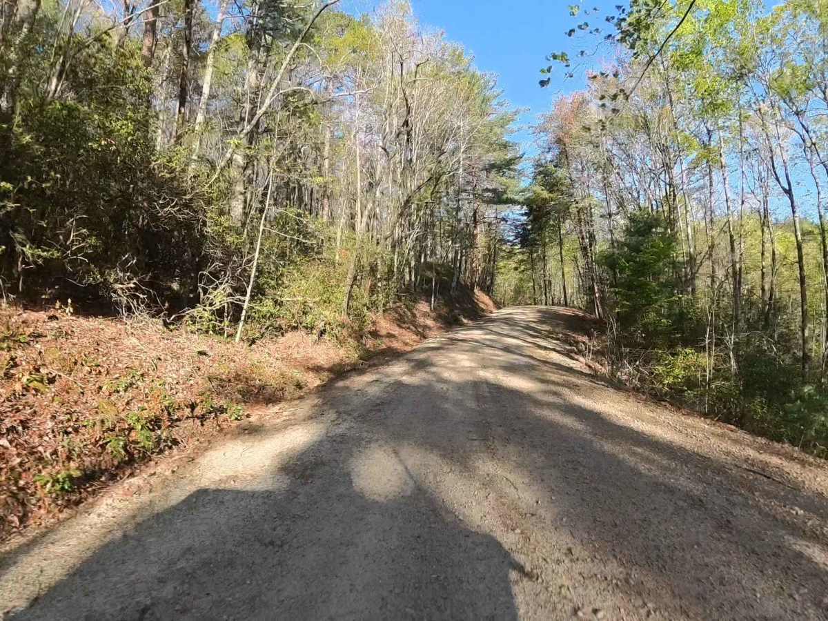 Forest Route 768 photo 4