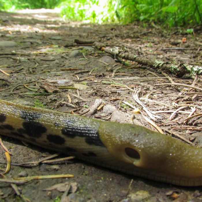 Near Cross Island Trail