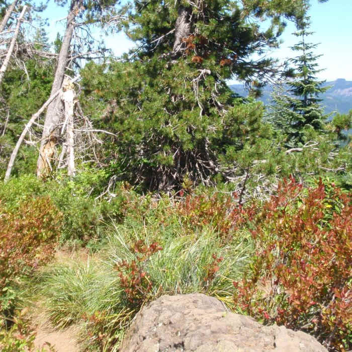 Near Lost Lake Butte