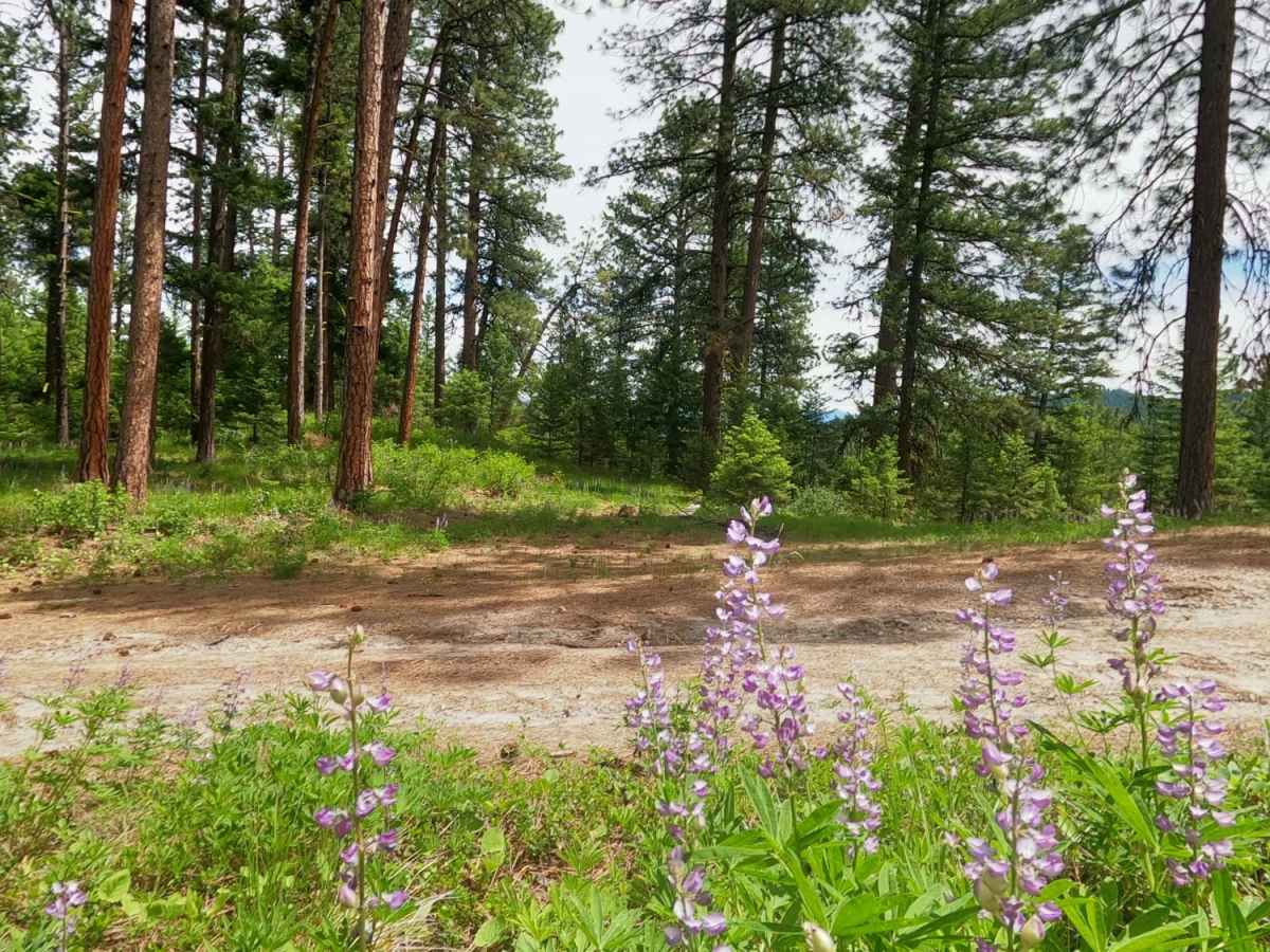 Corral Creek Rd 2146 photo 6