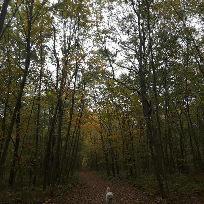 Walking along the North Fire Road in early autumn Near Barn Island Loop