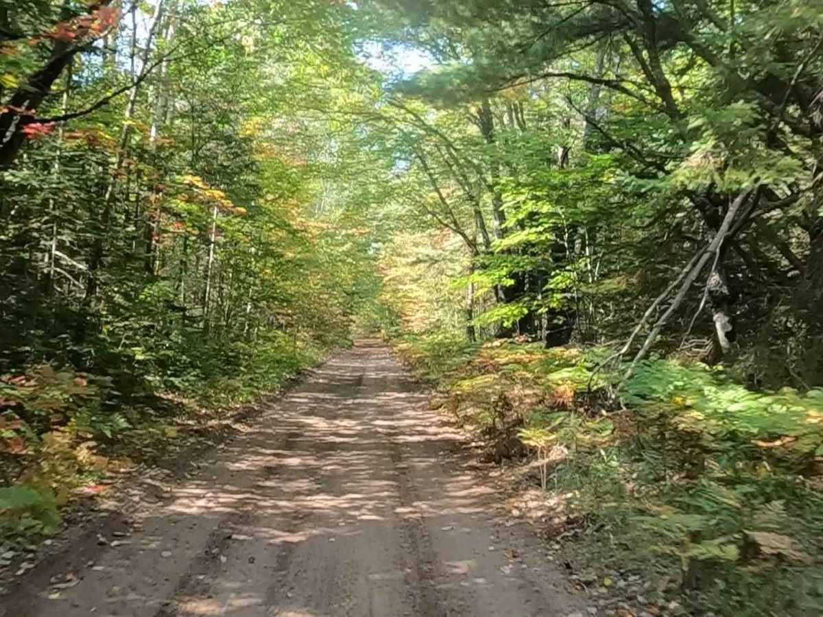 Hog Island Road - FS 3364 (ORV Route A)  trail photo