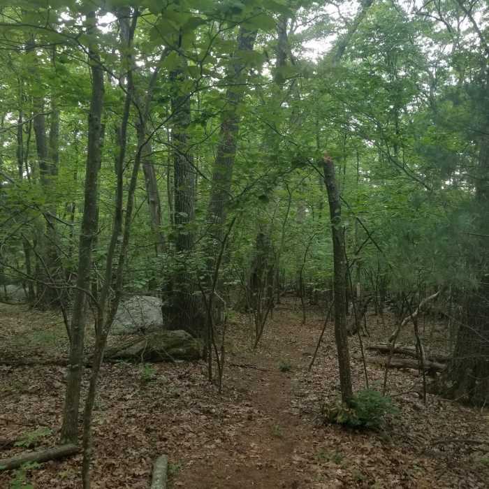 Saddle Hill - a lot of trail hidden in a suburban neighborhood. Near Saddle Hill Trail
