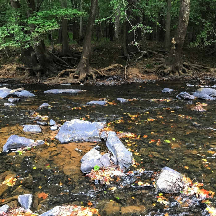 Near Cole Mill Trail