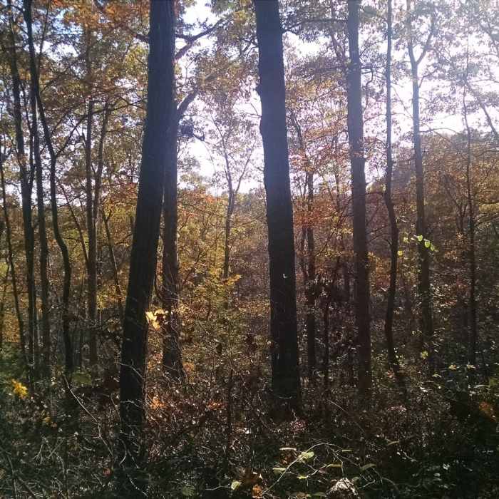 Beautiful Paynetown woods. Near Pate Hollow Trail - East