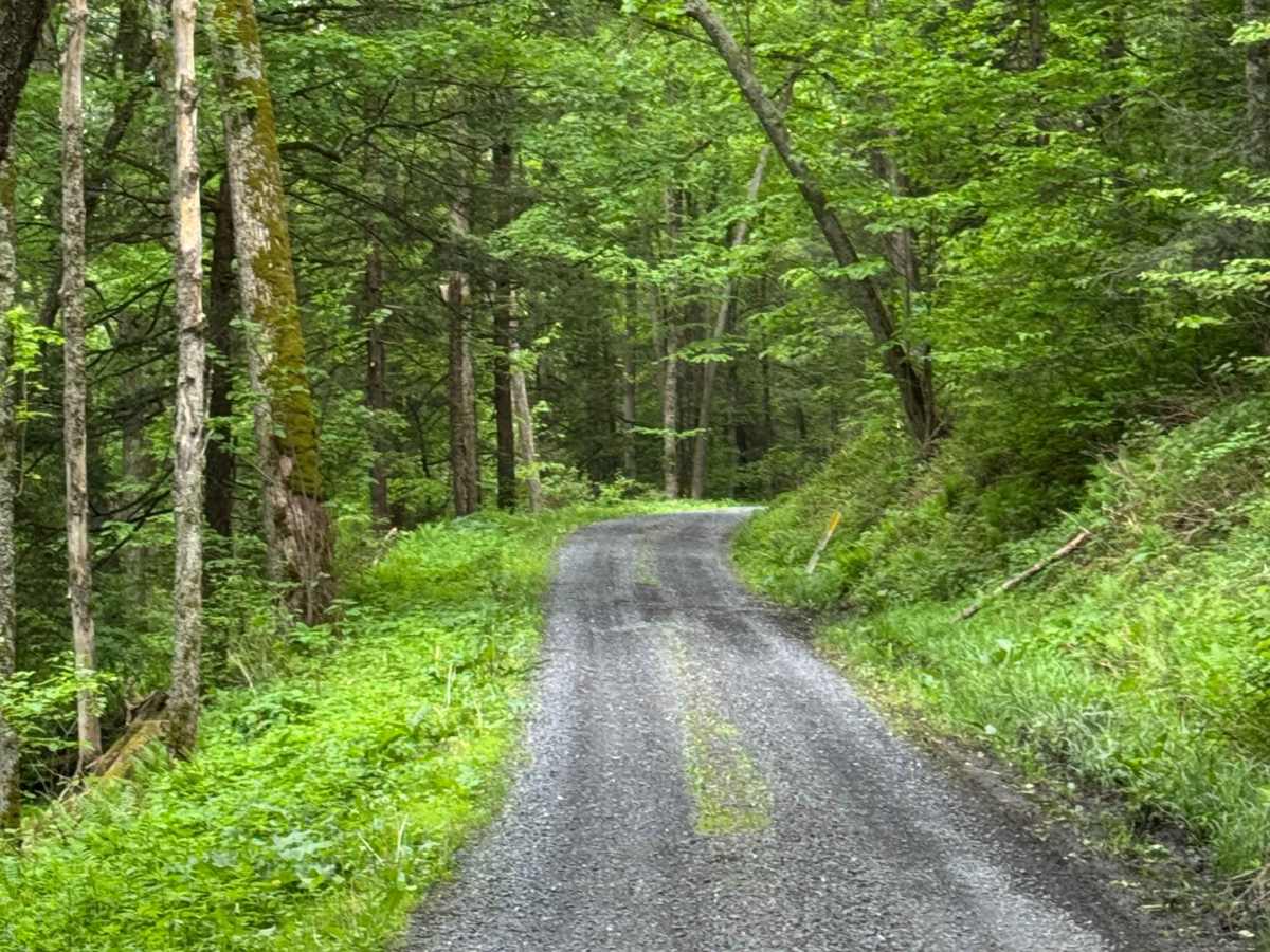 Left Branch Young Womans Creek Road photo 2