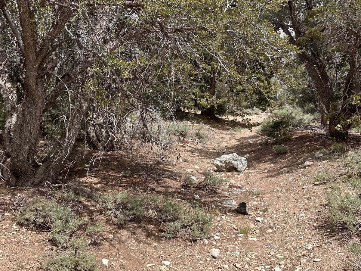 Pile Up Trail photo 2