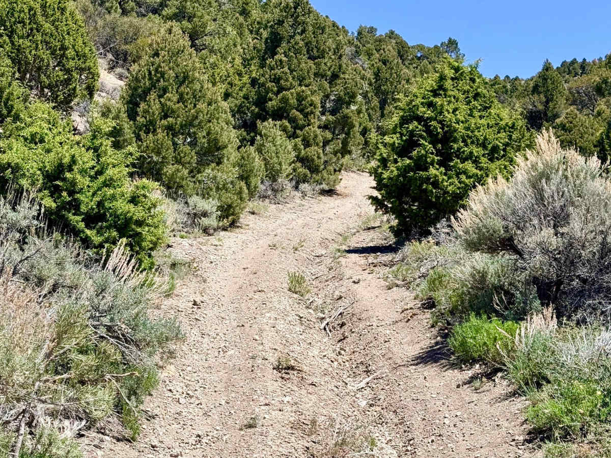 Upper South Brock Connector - FS 43514 trail photo