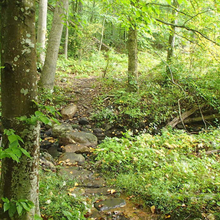 Passing some streams Near Stokes State Forest Loop