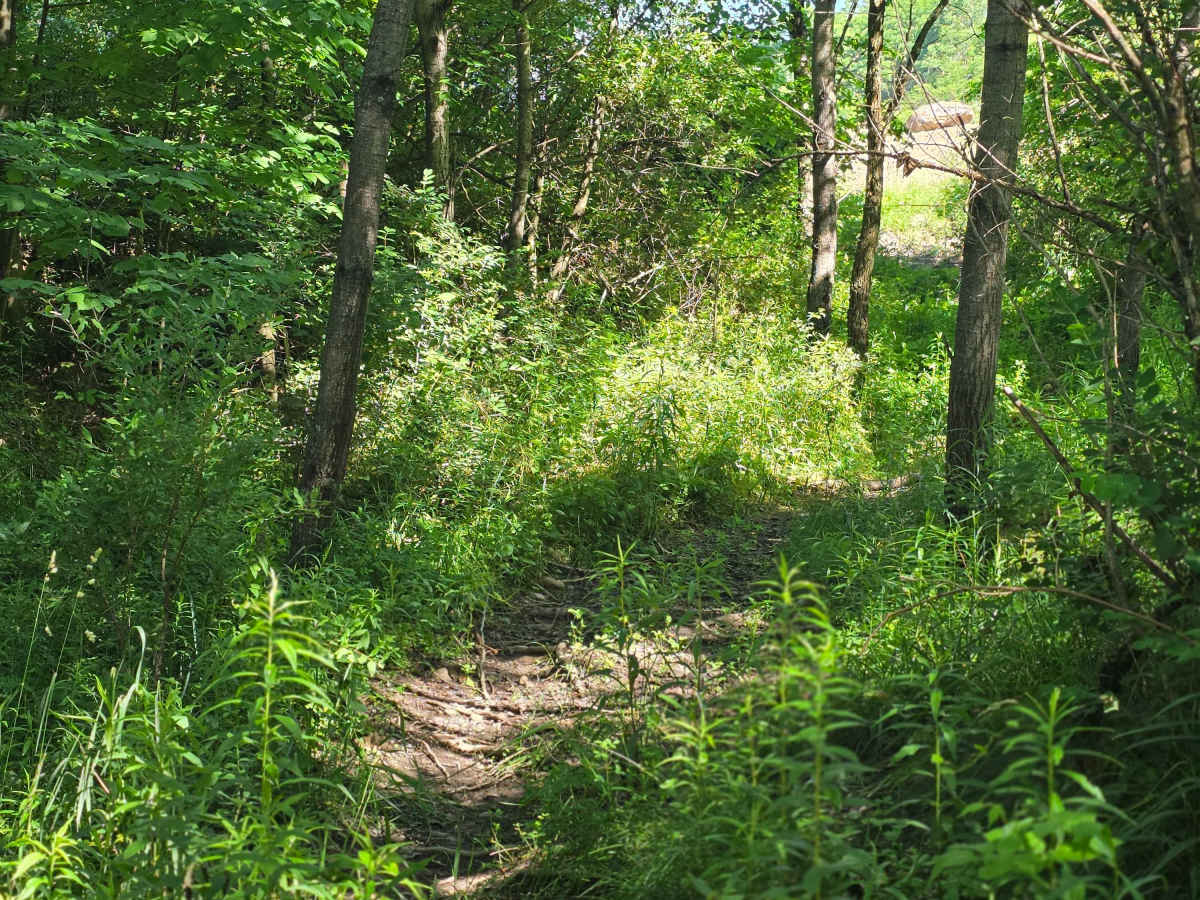 Single Track S1 photo 4