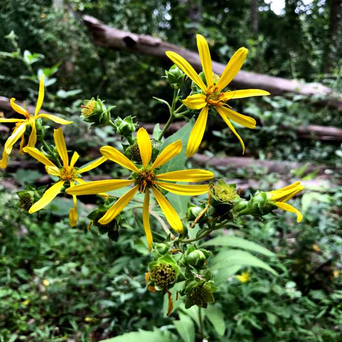 break for tea Near Seven Oaks Preserve Trail