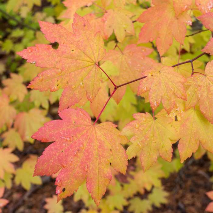 Near Santiam Wagon Road Trail: McKenzie River Trailhead