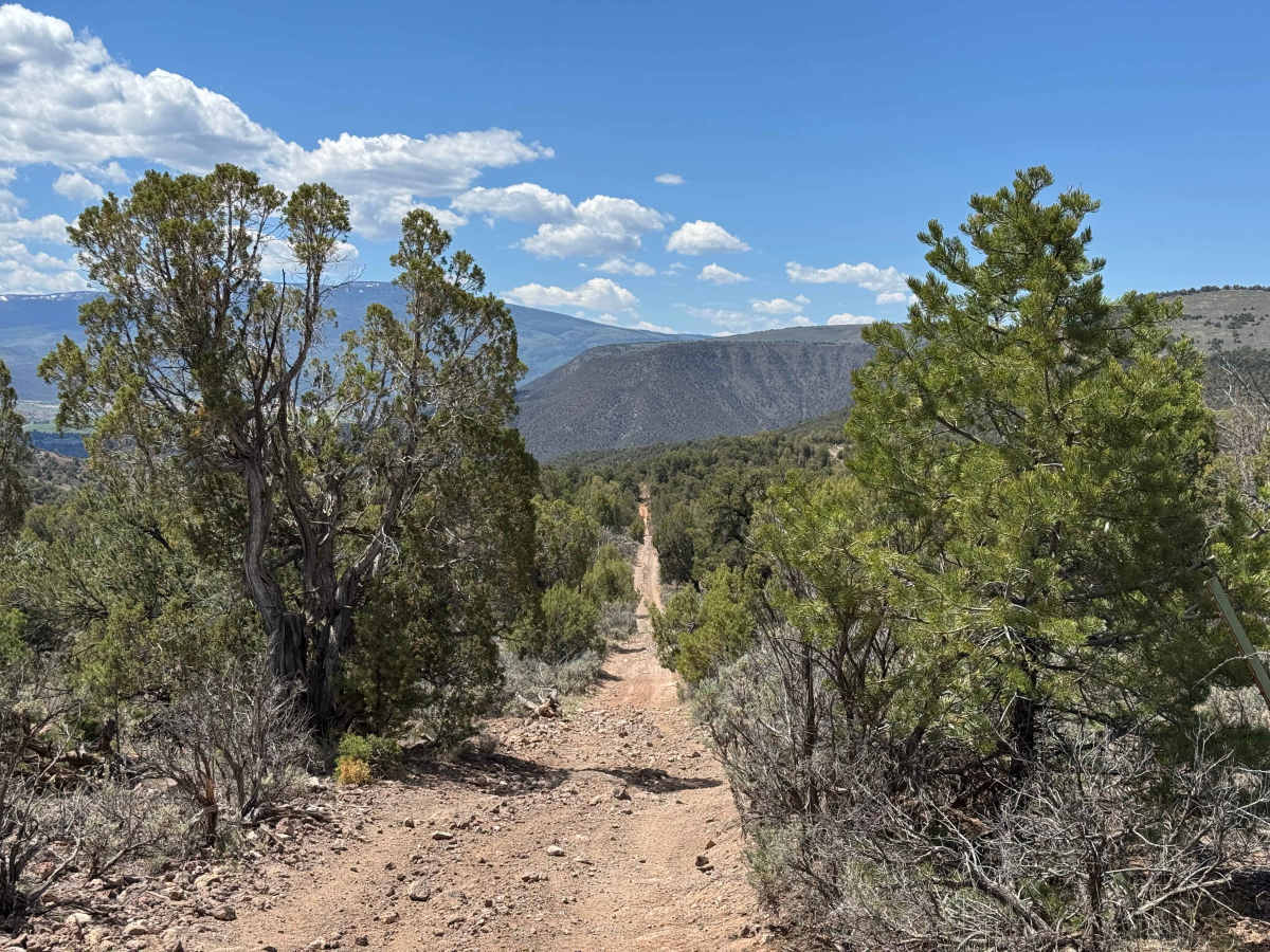 BLM 8468 photo 4