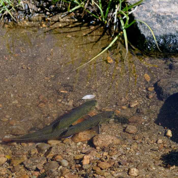 Baby trout in streams along the path through the meadow. Near Tumble Creek Trail #617