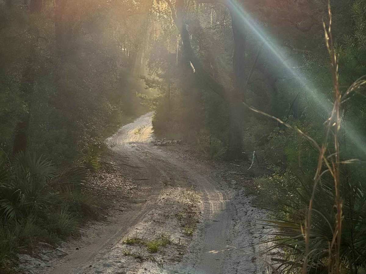 Canopy Run photo 6