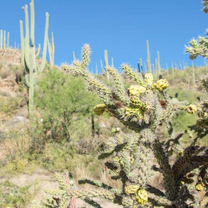 Near Sabino Lake and Bluff Trail Loop