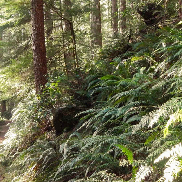 Near Cook's Ridge + Gwynn Creek Trail