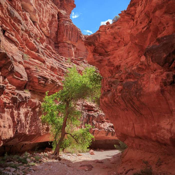 Near Havasu Falls Hike via Havasupai Trail