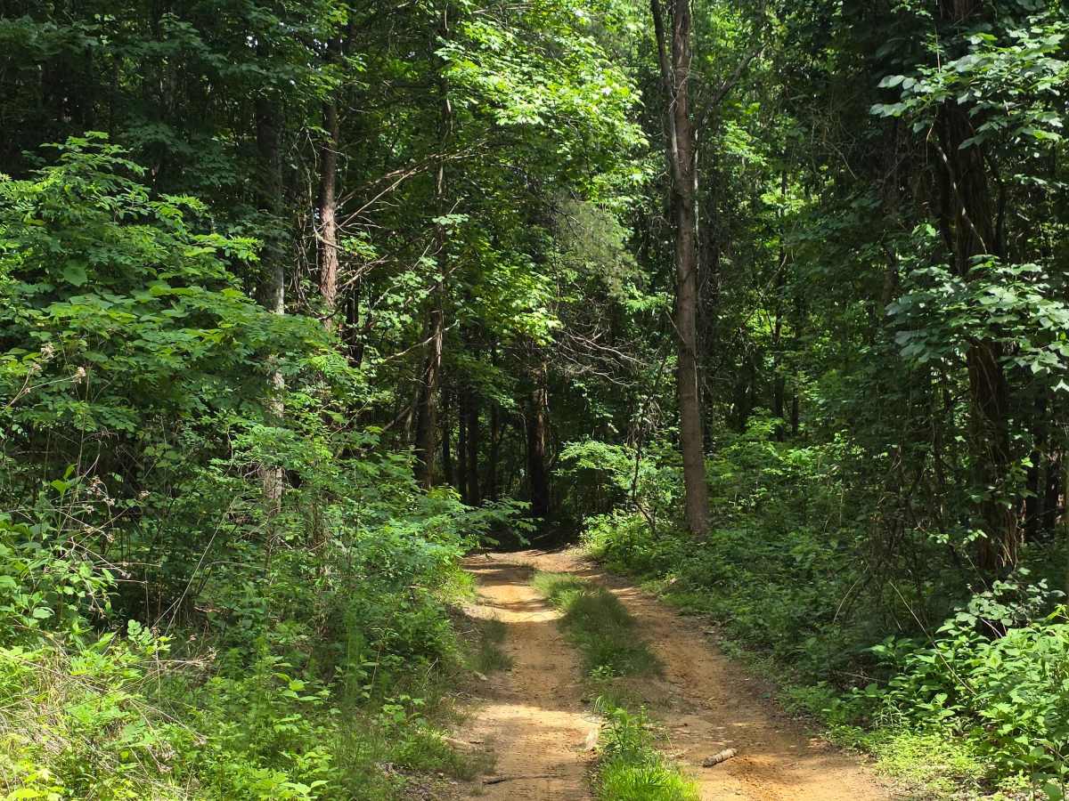 Brocato's Ridge photo 4