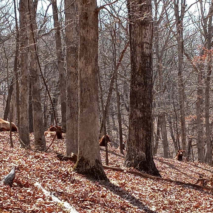Elk Herd Near White Bison Trail
